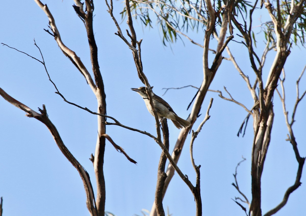 Gray Butcherbird - ML122169181