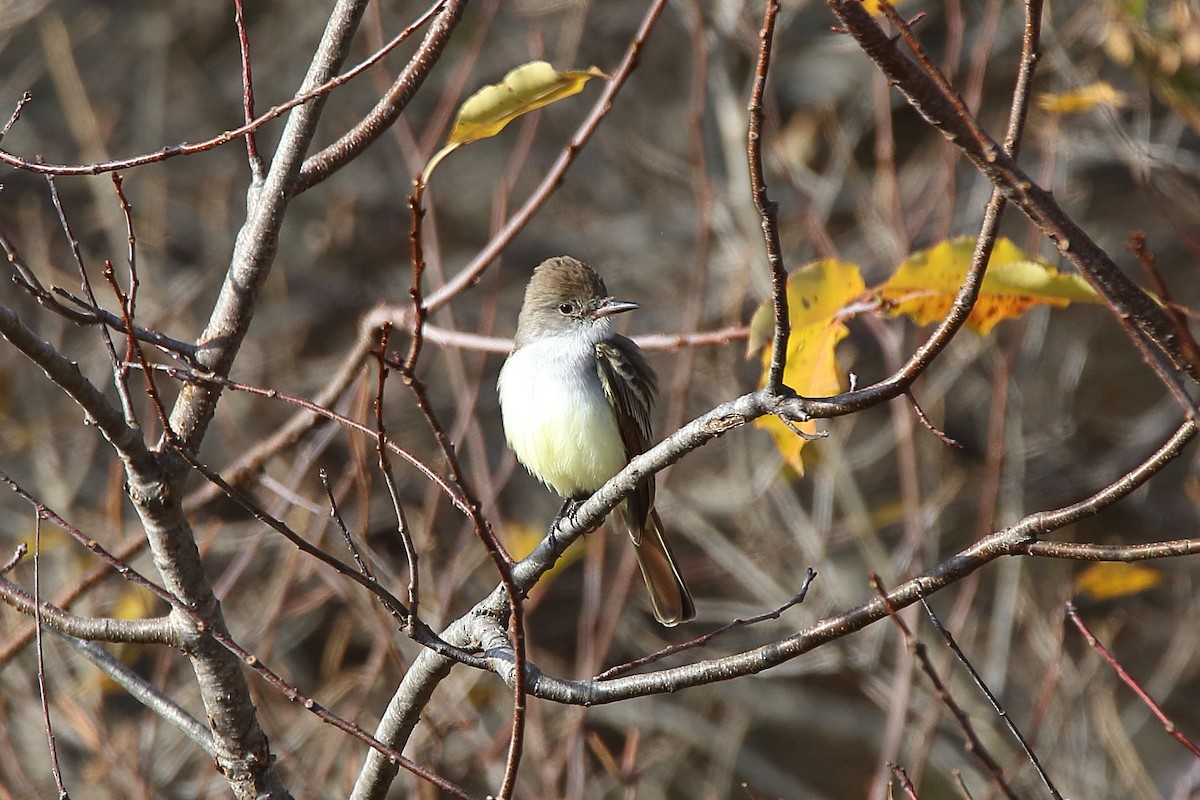 Ash-throated Flycatcher - Scott Heron