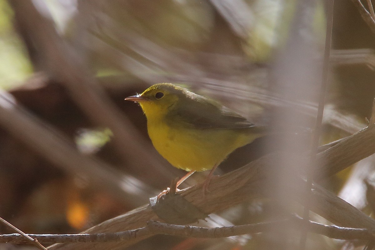 Hooded Warbler - ML122169601