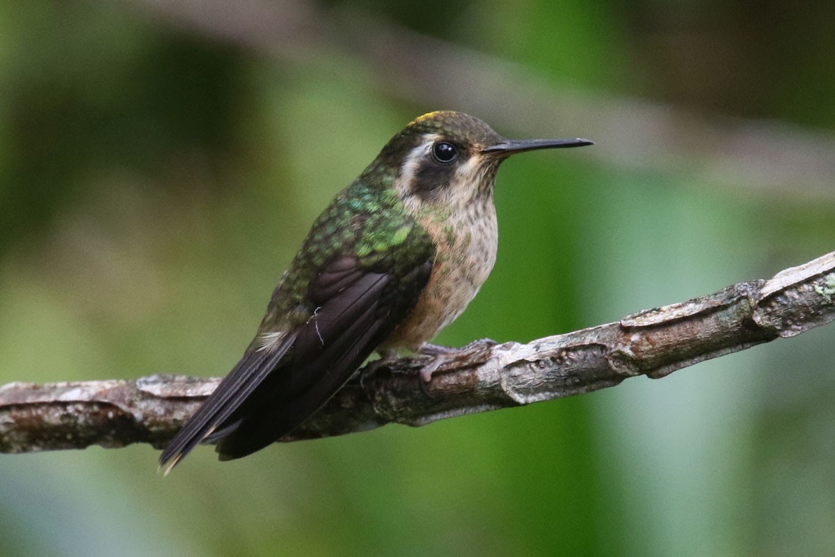 Colibri moucheté - ML122171181