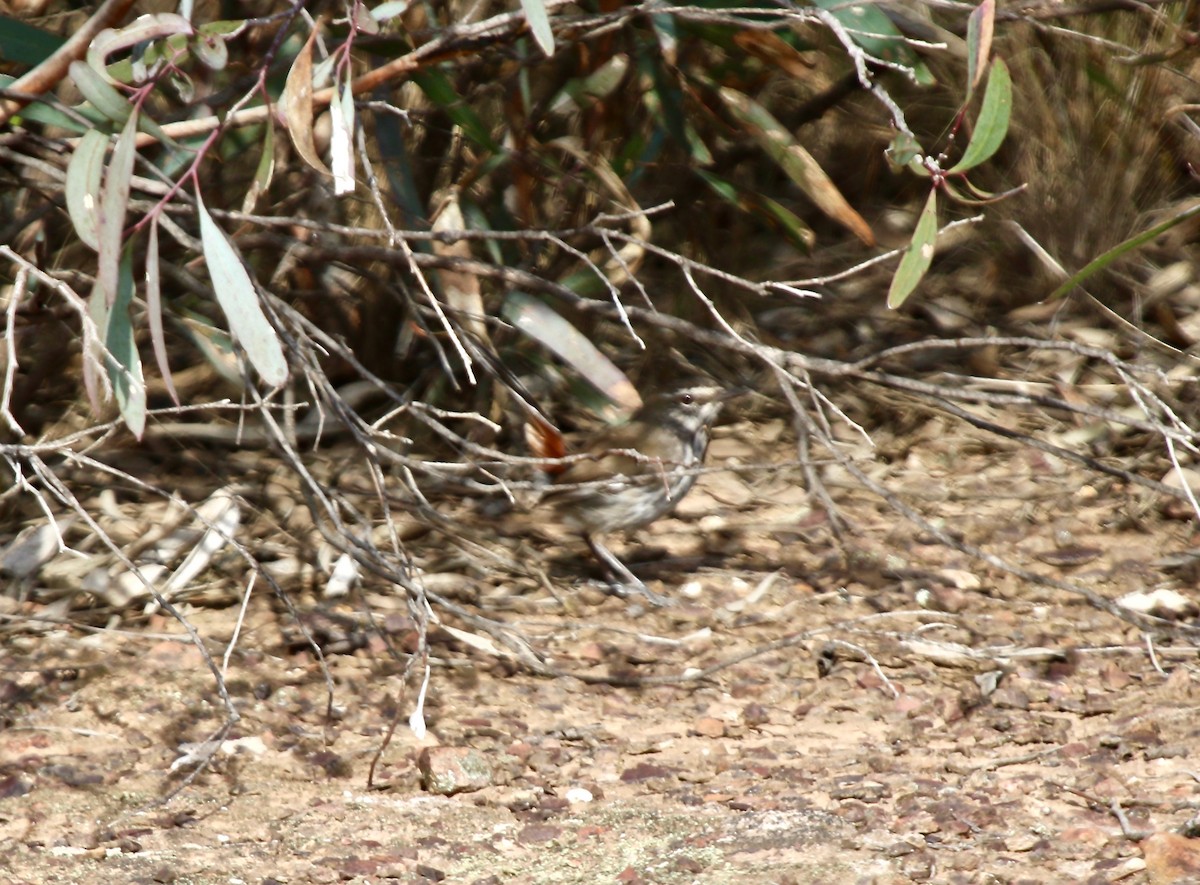 Shy Heathwren - ML122171291