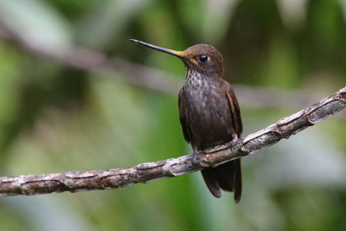 Bronzekolibri - ML122171311