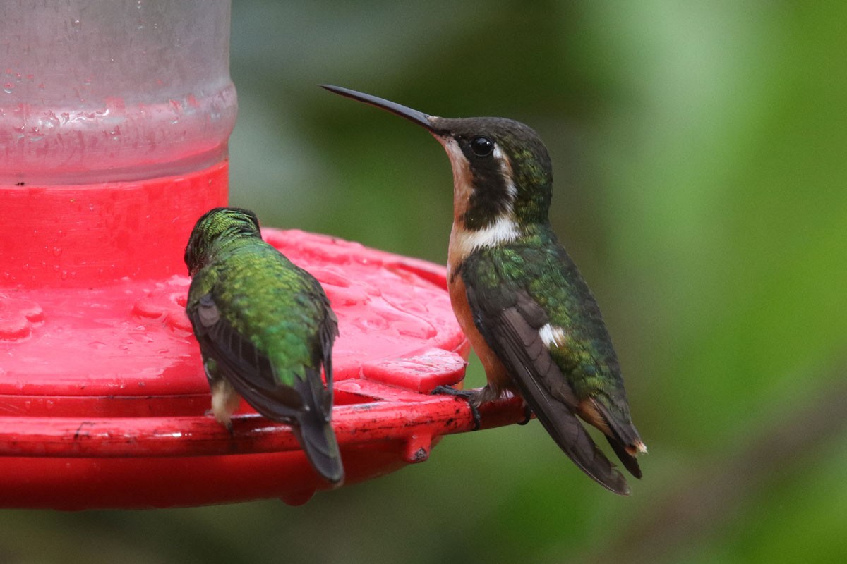 Colibri de Mulsant - ML122171451