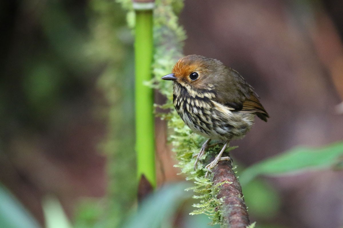 Ochre-fronted Antpitta - Noah Strycker