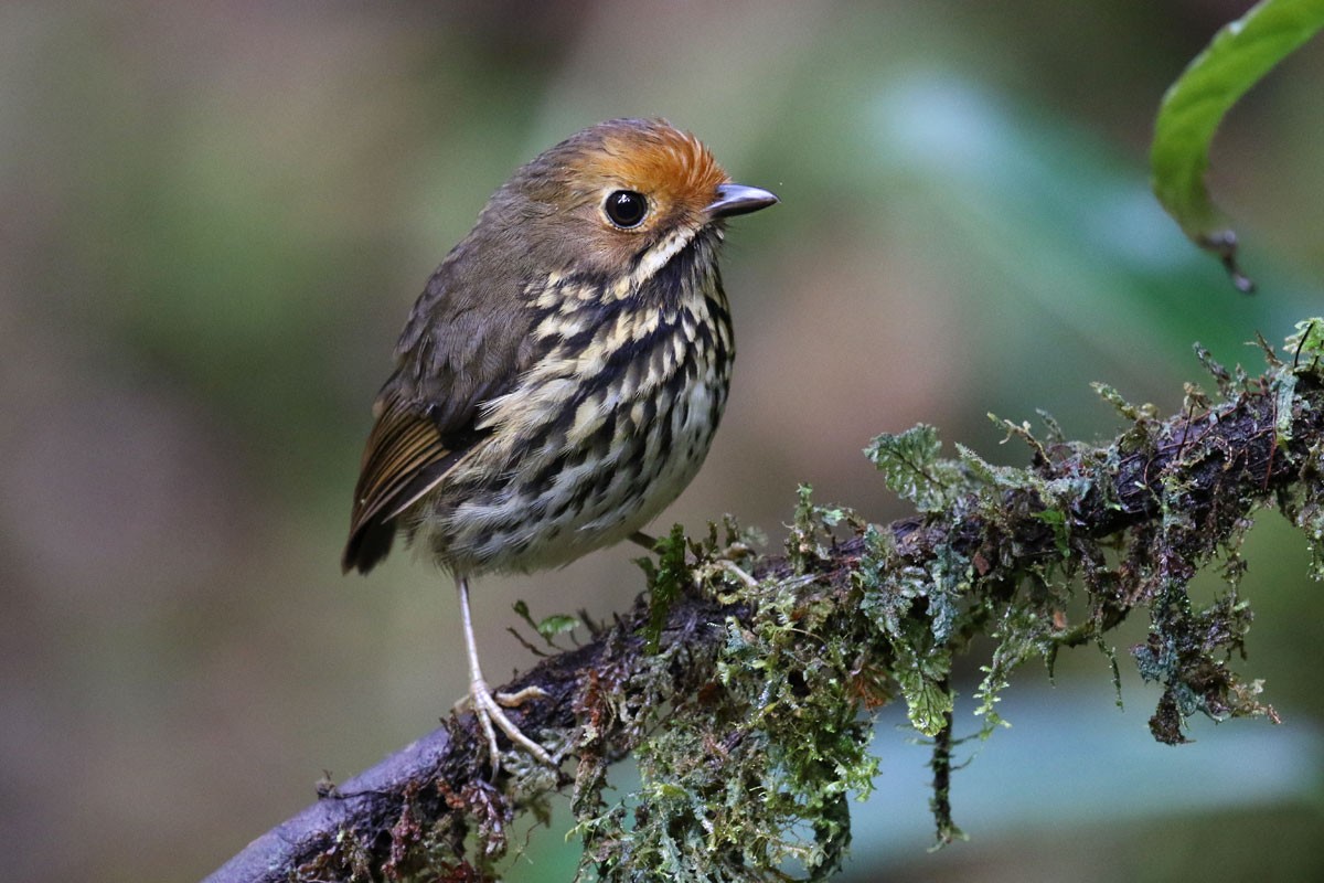 Ochre-fronted Antpitta - Noah Strycker