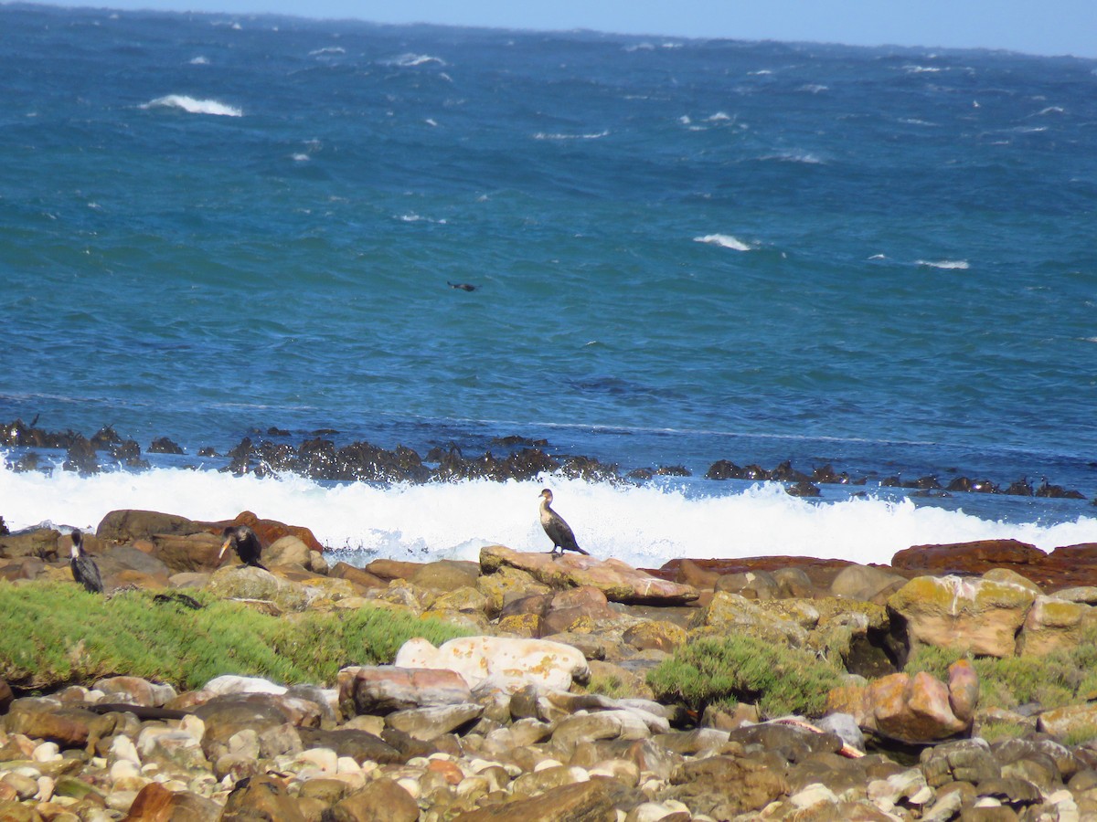 ub. skarv (Phalacrocoracidae sp.) - ML122172241