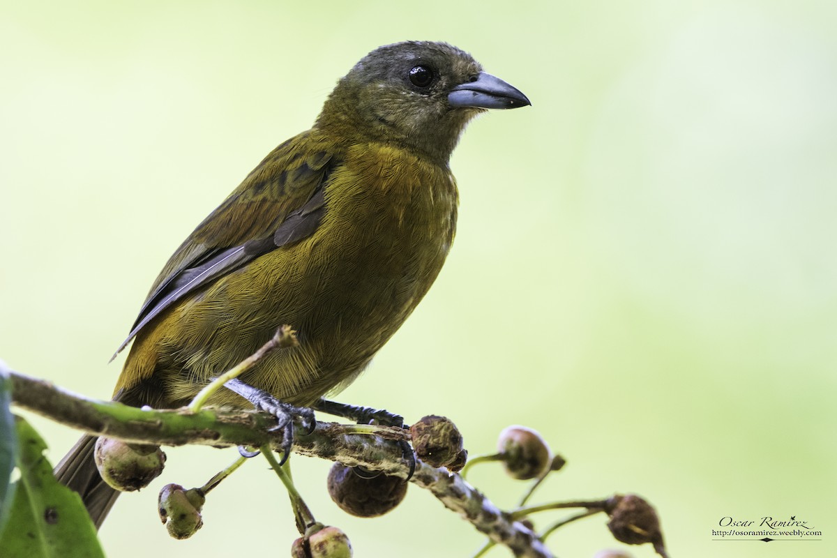 Scarlet-rumped Tanager - ML122174031