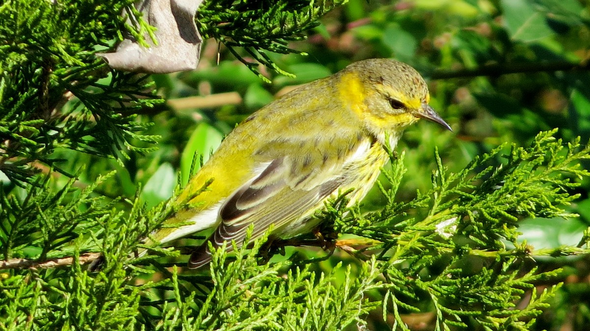 Cape May Warbler - ML122174511