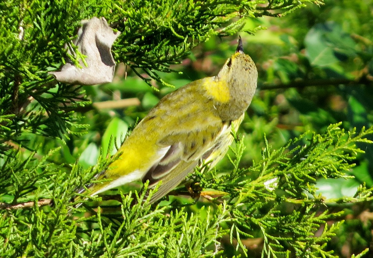 Cape May Warbler - ML122174531