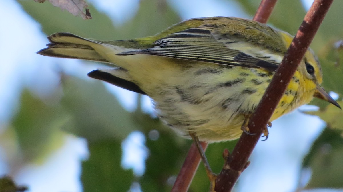 Cape May Warbler - ML122174981