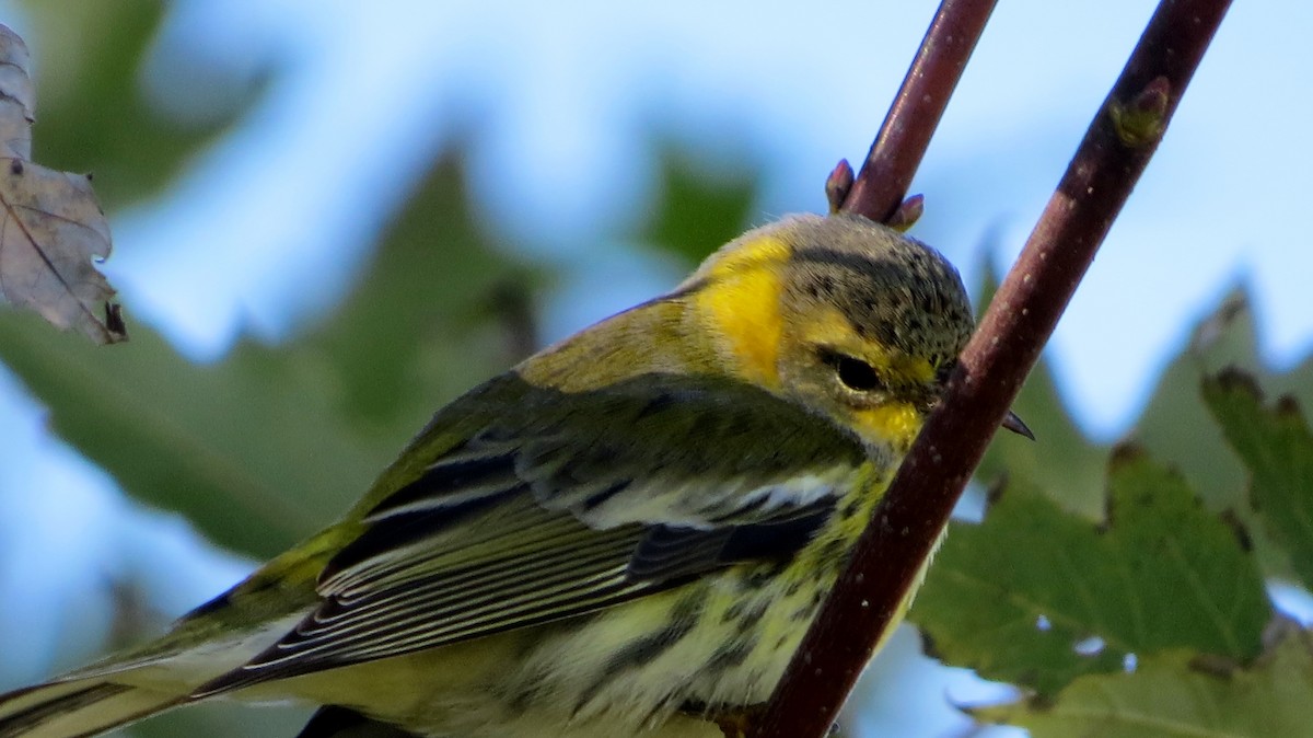 Cape May Warbler - ML122175031