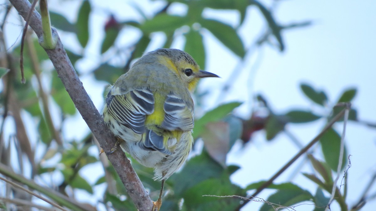 Cape May Warbler - ML122175061