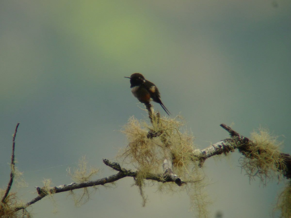 Colibrí de Mitchell - ML122176421