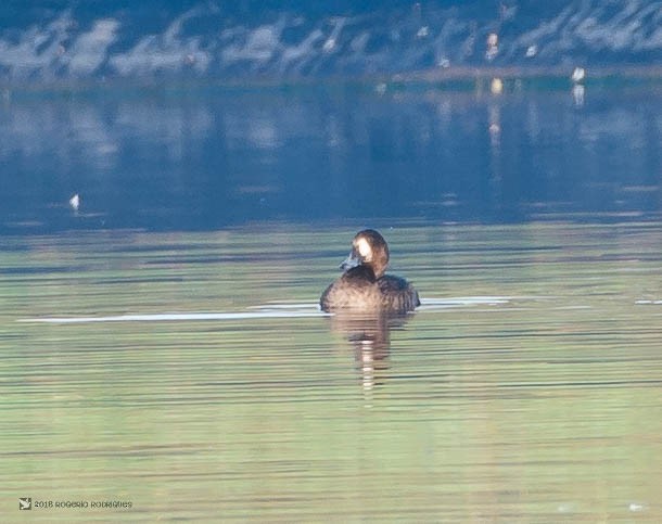 Greater Scaup - Rogério Rodrigues