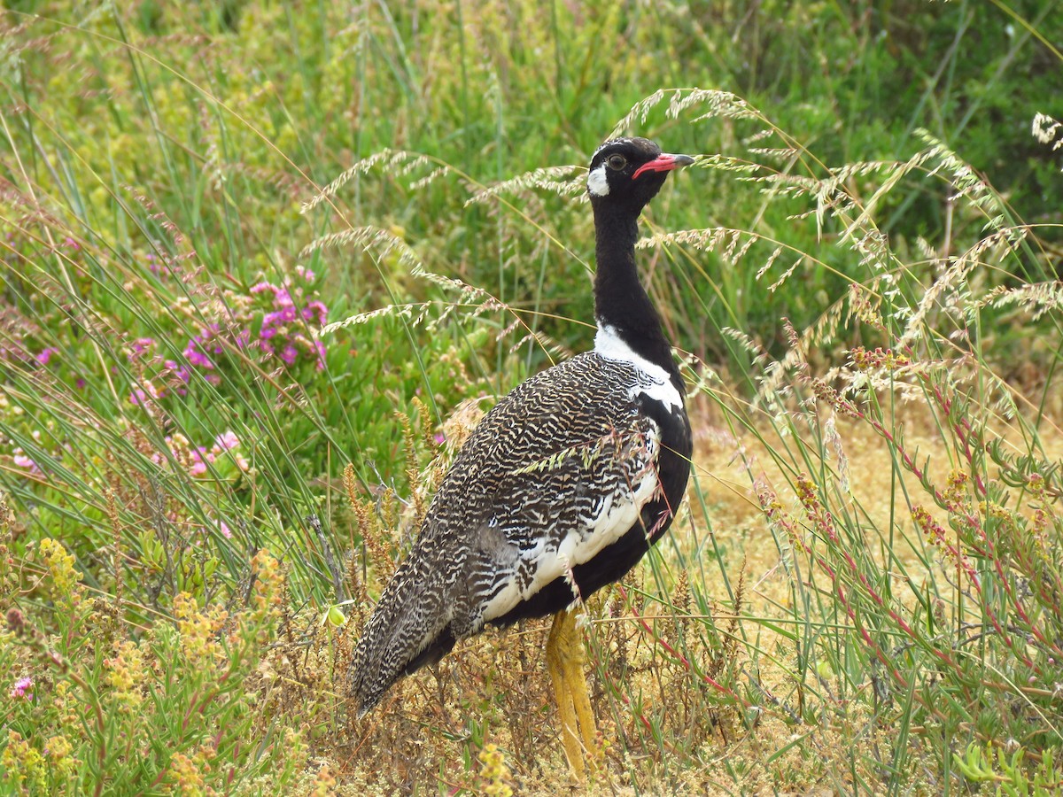 Black Bustard - ML122177671