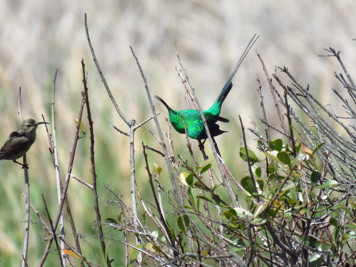 Malachitnektarvogel - ML122179891