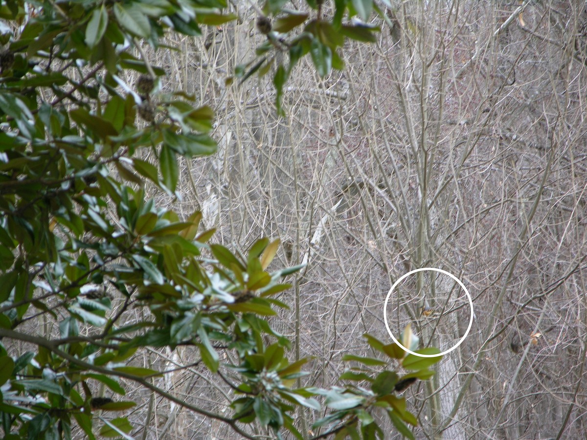 Varied Thrush - ML122180871