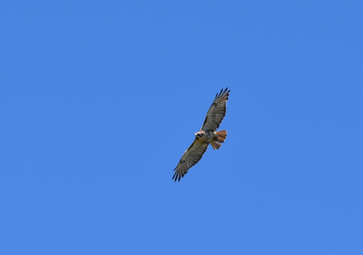 Red-tailed Hawk - ML122181581