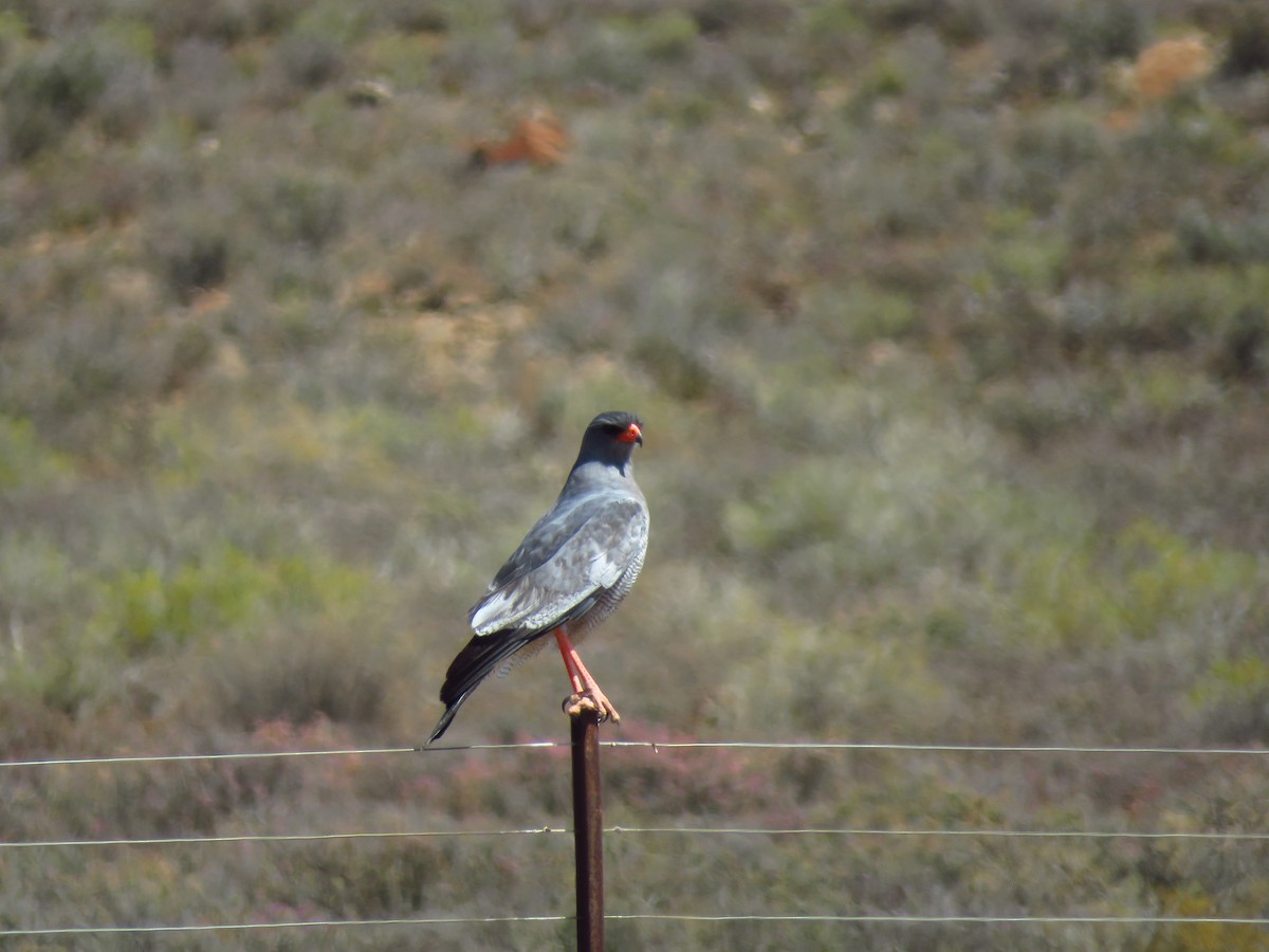 Pale Chanting-Goshawk - ML122181781