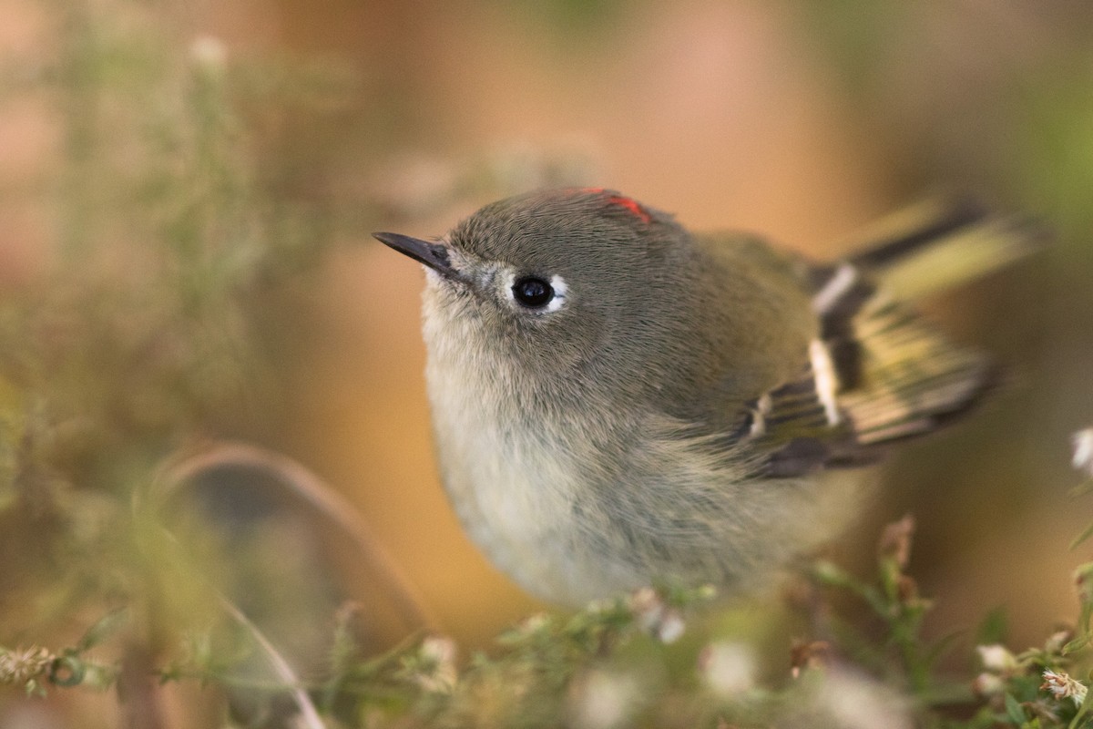 Ruby-crowned Kinglet - ML122181921