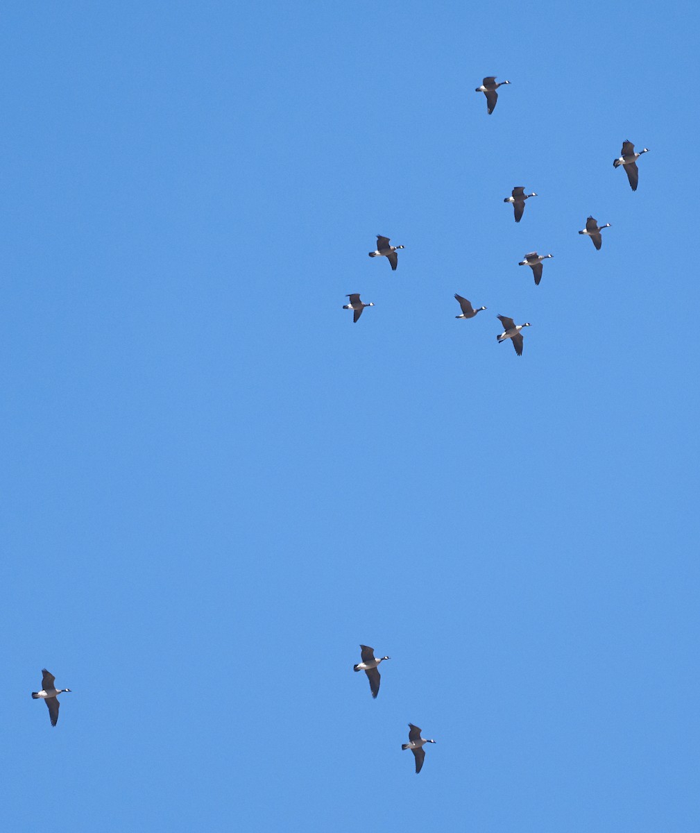 Barnacla Canadiense Chica (leucopareia) - ML122182701