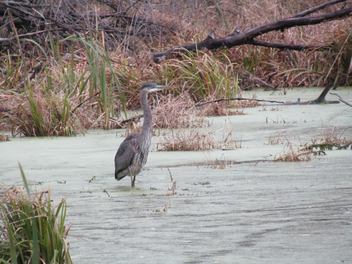 Great Blue Heron - ML122184061