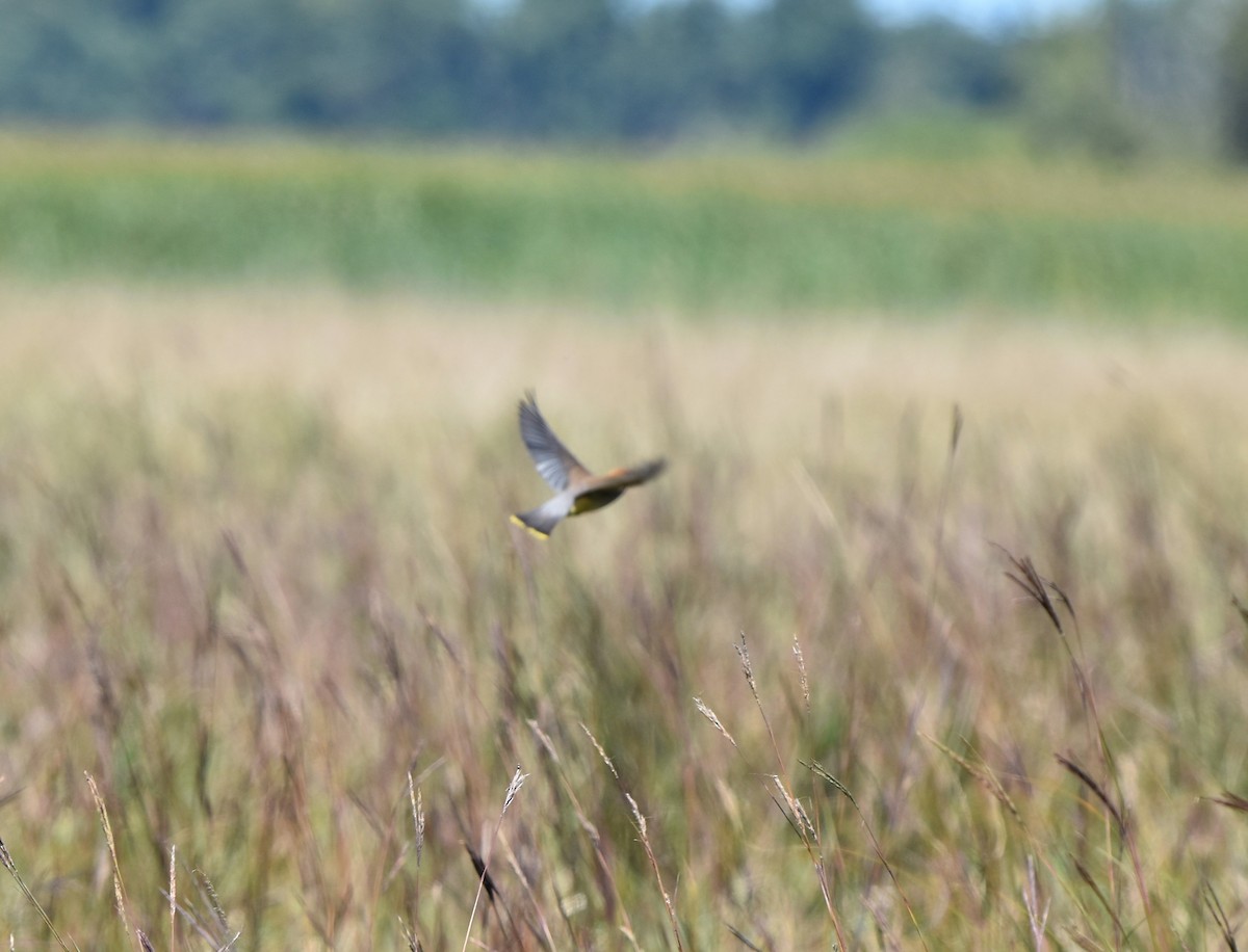 Cedar Waxwing - ML122184741