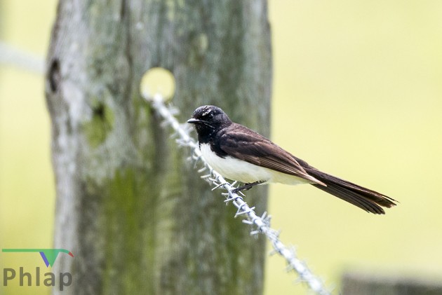 Willie-wagtail - ML122185201