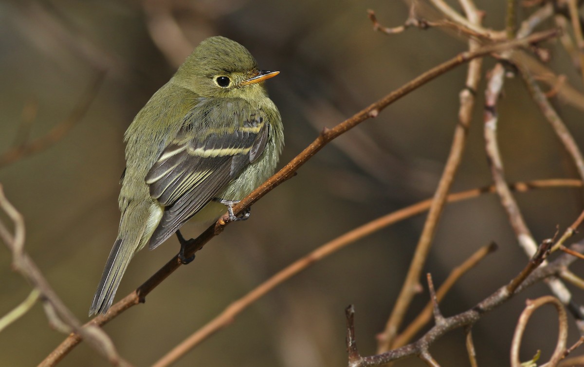 Yellow-bellied Flycatcher - Jeremiah Trimble