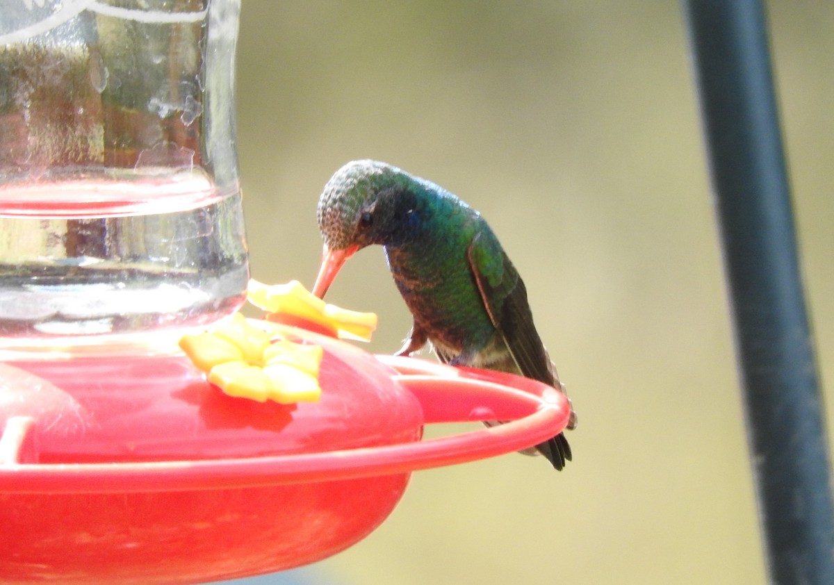 Broad-billed Hummingbird - ML122187281