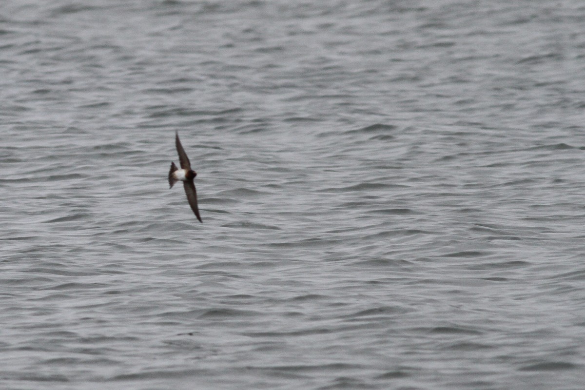 Cliff Swallow - ML122187601