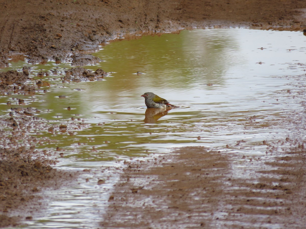 Green-winged Pytilia - ML122189281