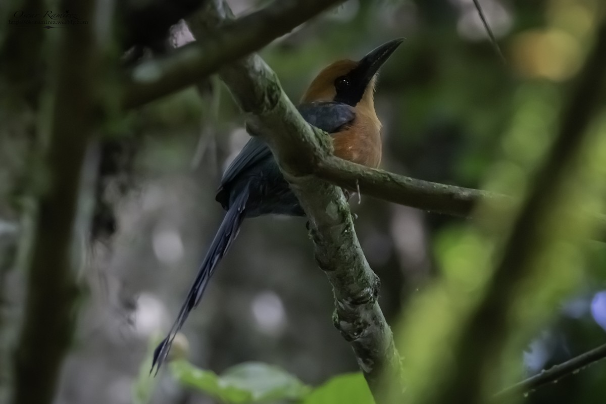 Rufous Motmot - ML122189501