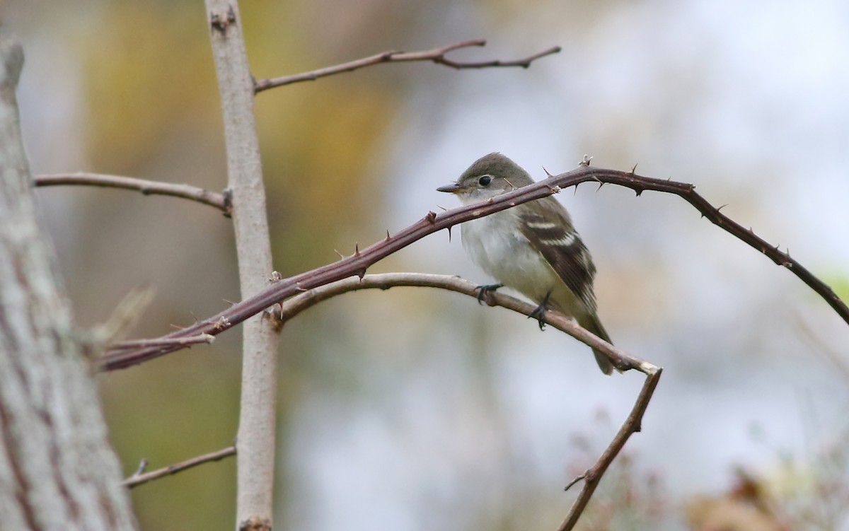 Alder Flycatcher - ML122190061