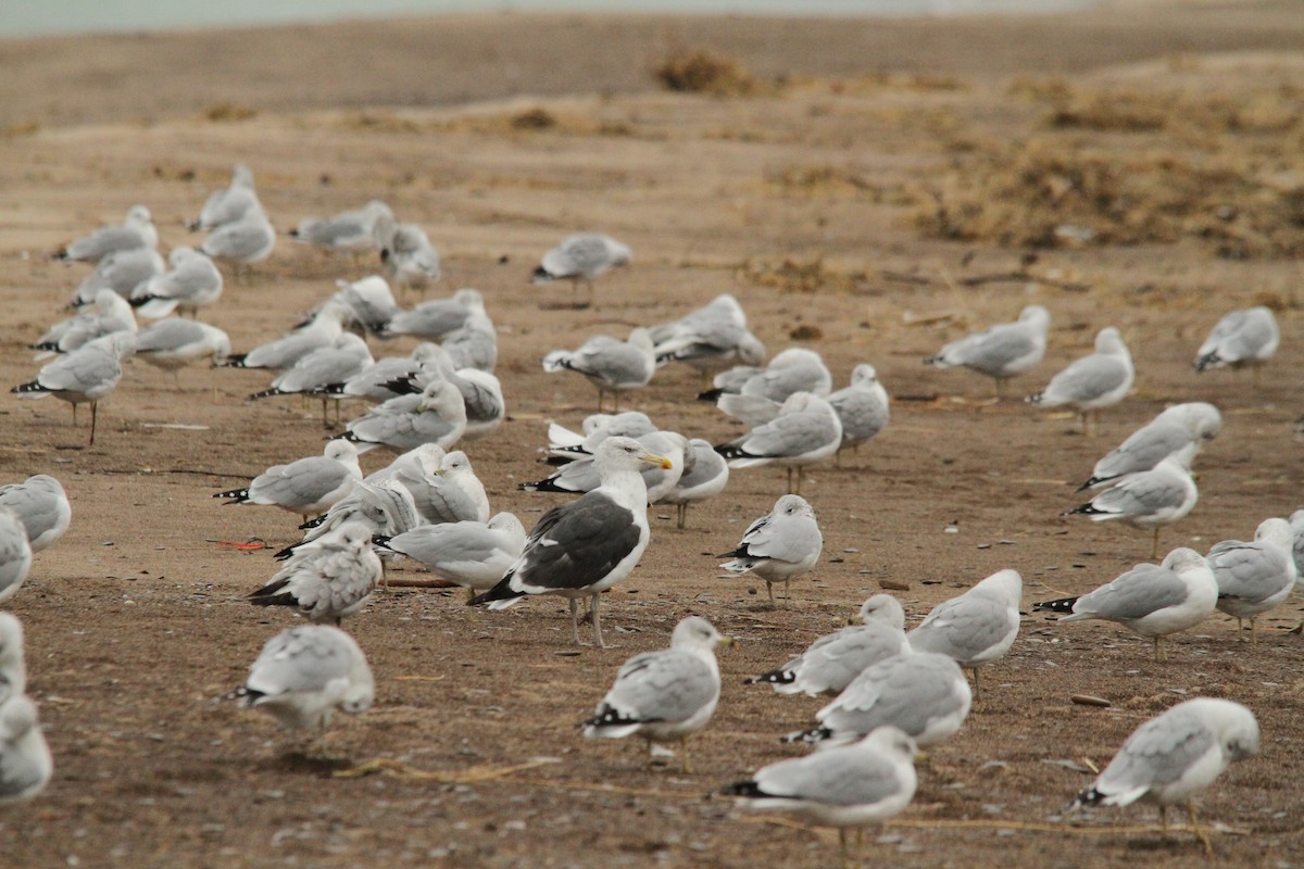 Kelp x American Herring Gull (hybrid) - ML122190131