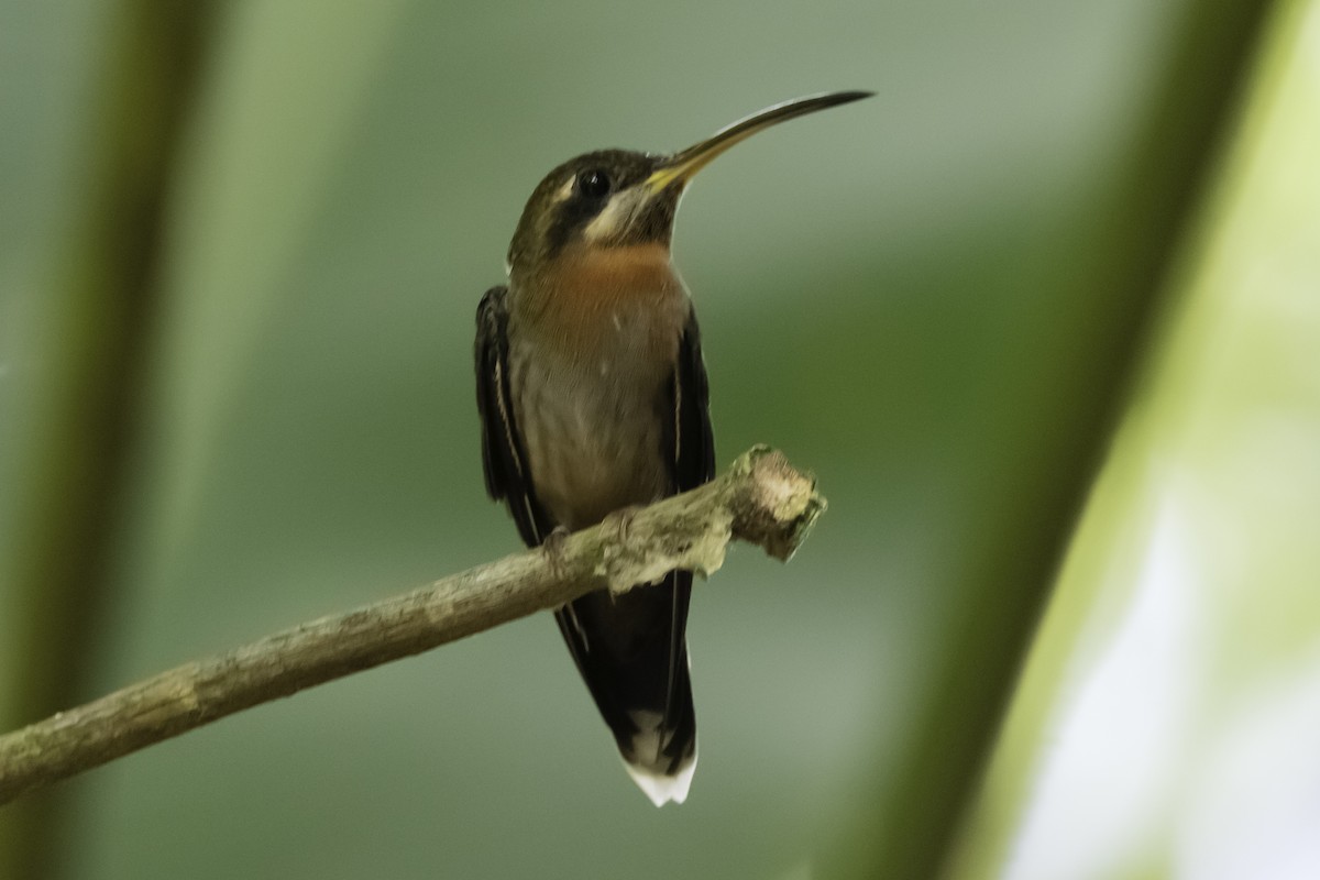 Band-tailed Barbthroat - ML122190591