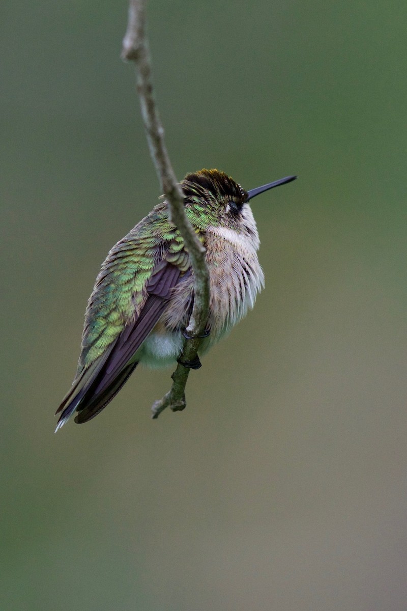 Ruby-throated Hummingbird - Tom McIntosh
