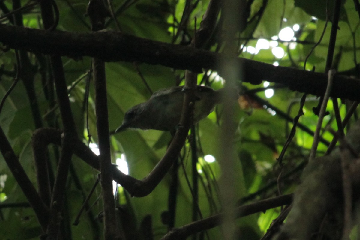 Plain Antvireo - ML122195441