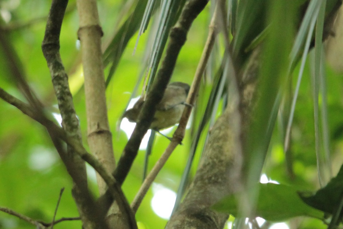 Plain Antvireo - ML122195511