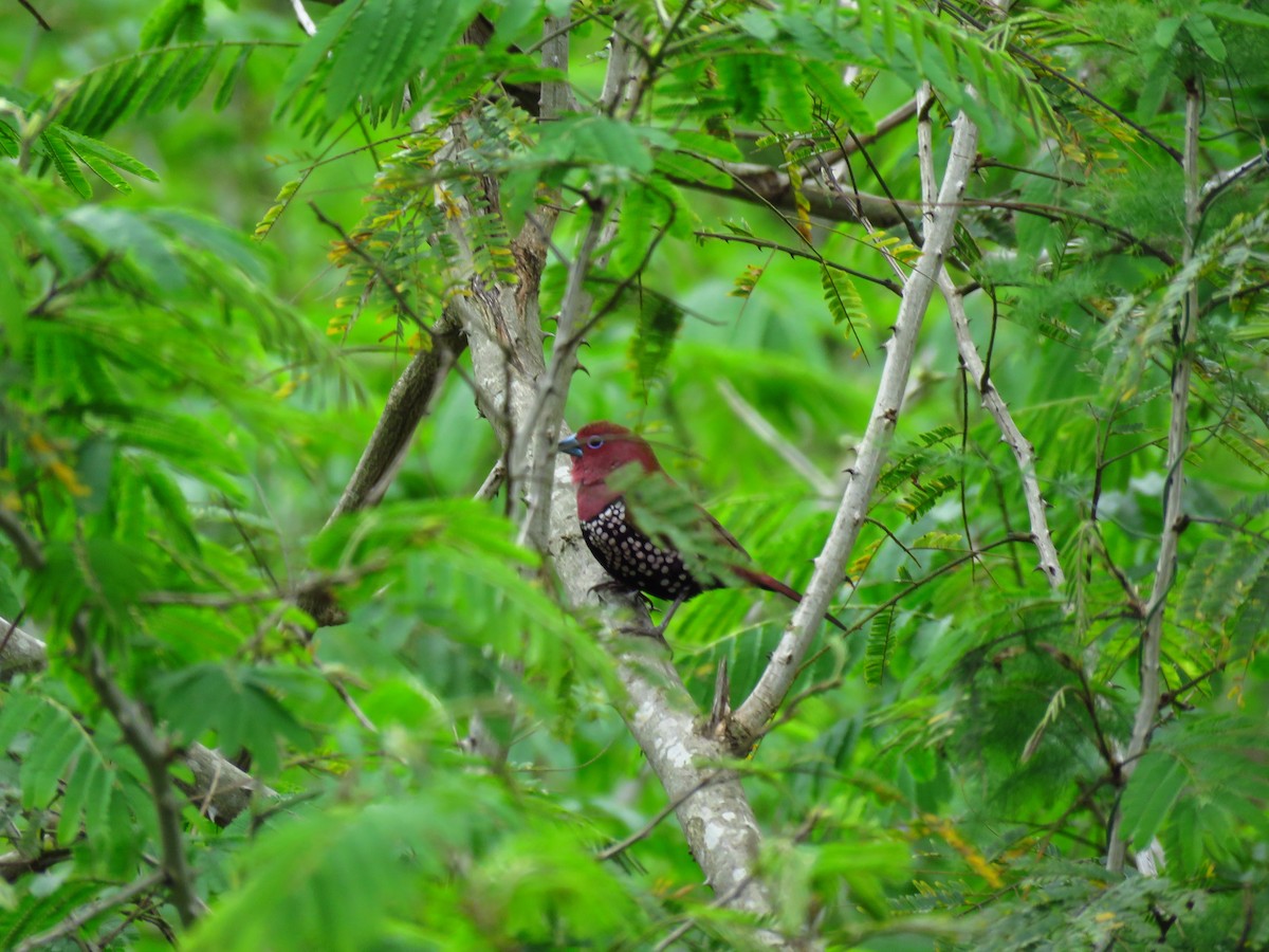 Pink-throated Twinspot - ML122196221