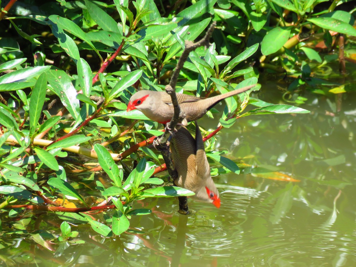 Common Waxbill - ML122196511