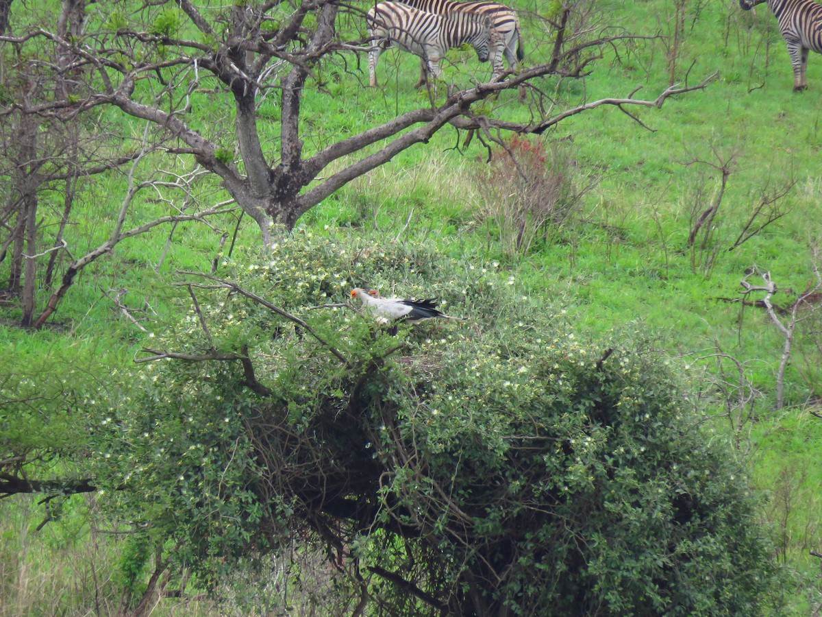 Secretarybird - ML122197751