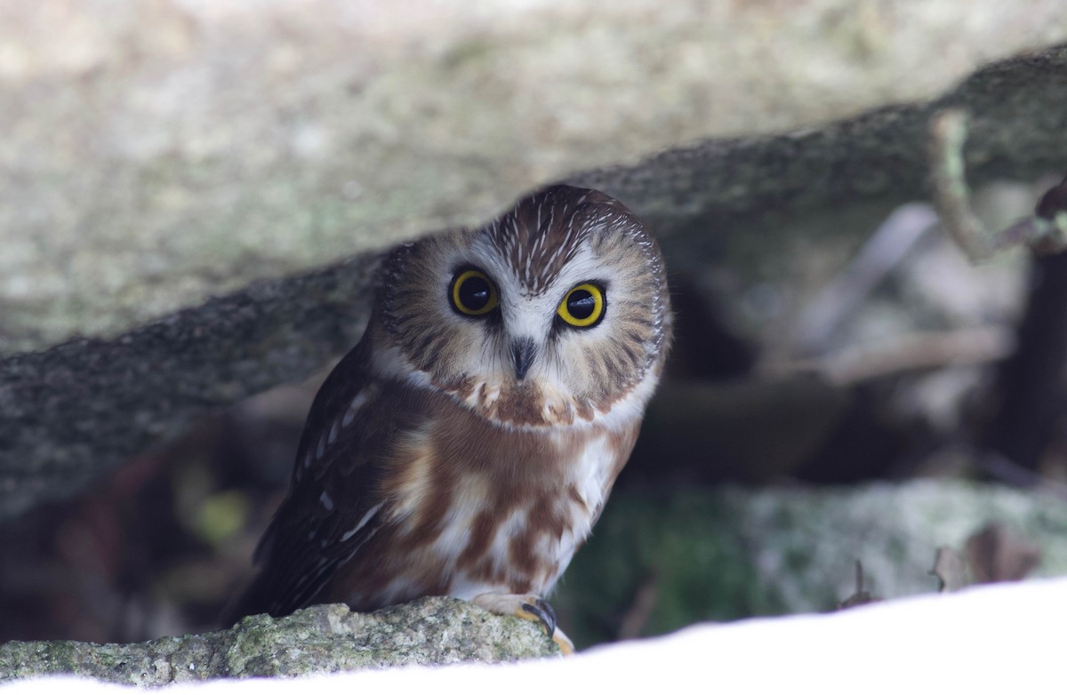 Northern Saw-whet Owl - ML122198061