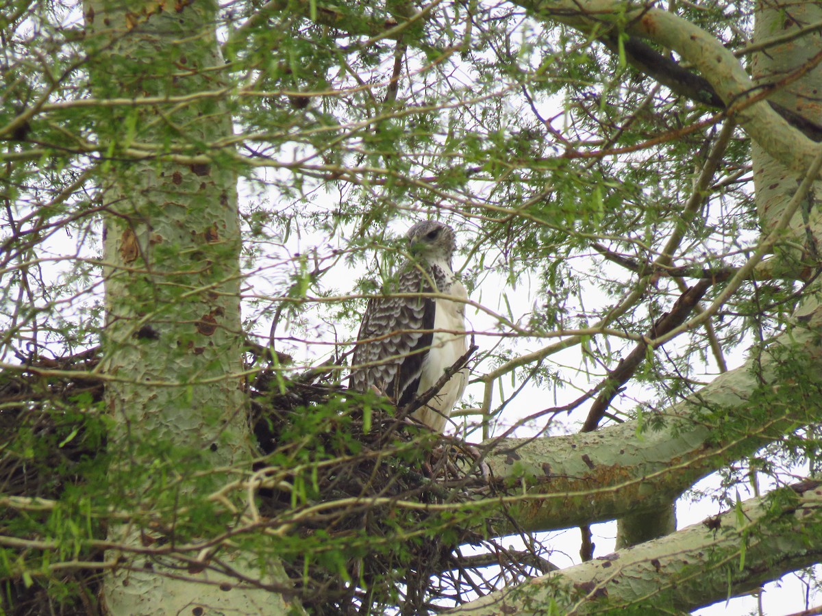 Martial Eagle - ML122199551