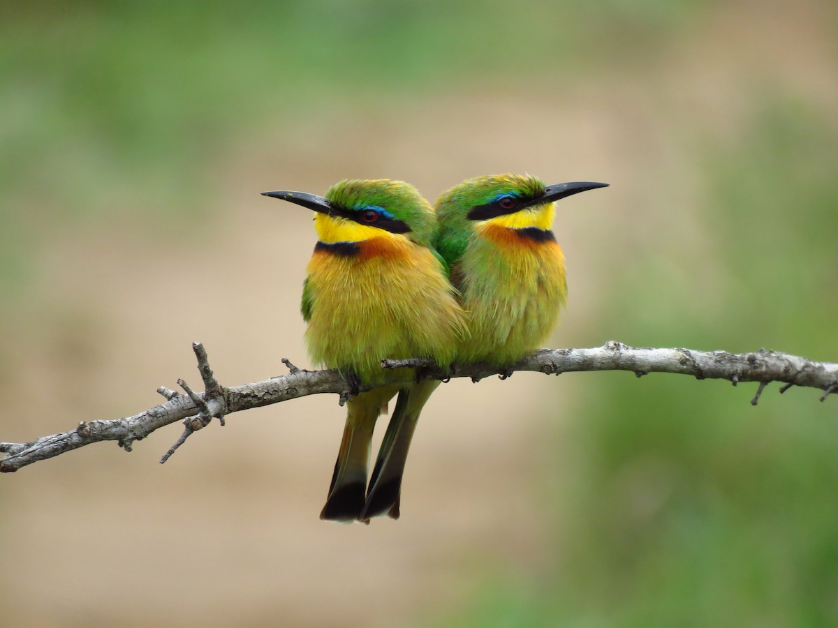 Little Bee-eater - ML122200581