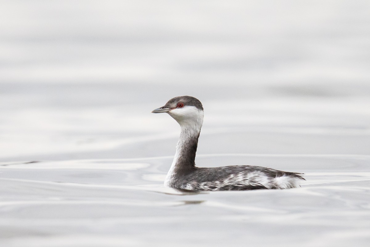 Horned Grebe - ML122201541