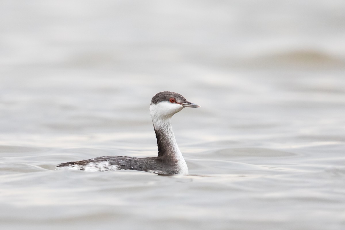 Horned Grebe - ML122201561