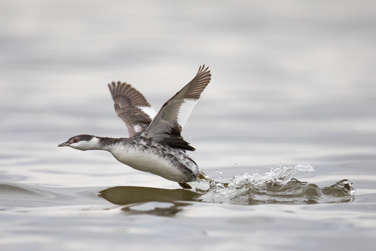 Horned Grebe - Ryan Sanderson