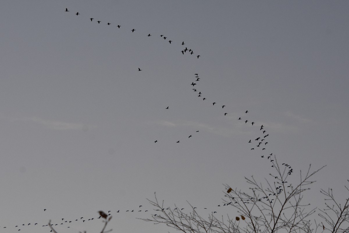 Double-crested Cormorant - ML122203841
