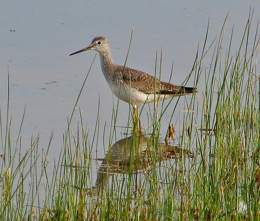 Greater Yellowlegs - Hugo Hulsberg